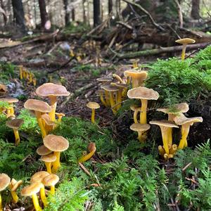 Trumpet Chanterelle