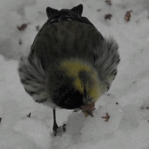 Eurasian Siskin