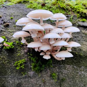 Porcelain Fungus