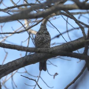 Mistle Thrush