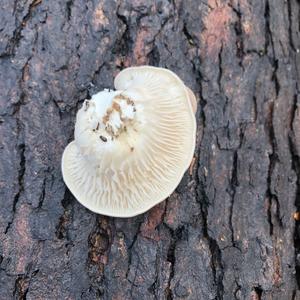 Oyster Mushroom