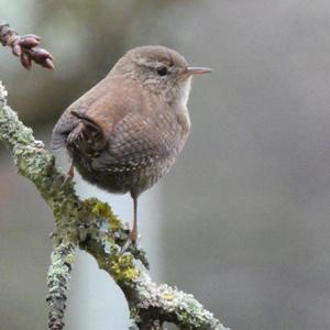 Winter Wren