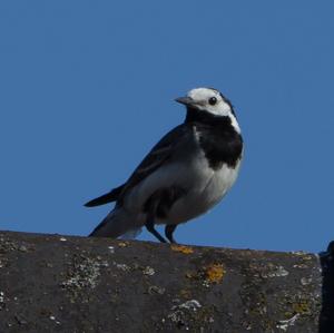 White Wagtail