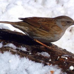 Hedge Accentor