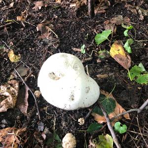 Giant Puffball