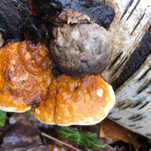 Red-belted Polypore