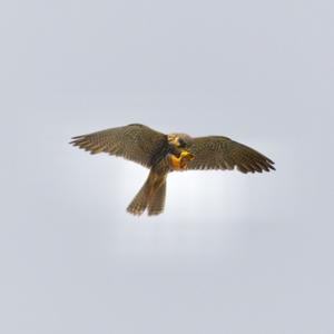 Eurasian Hobby