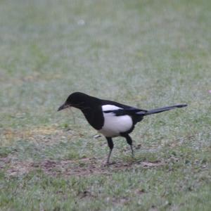 Black-billed Magpie