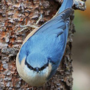 Wood Nuthatch