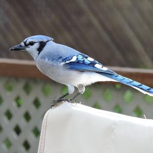 Blue Jay