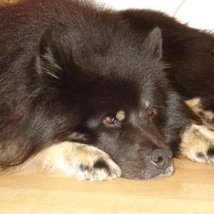 Eurasier