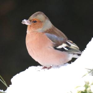 Eurasian Chaffinch