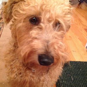 Irish Terrier