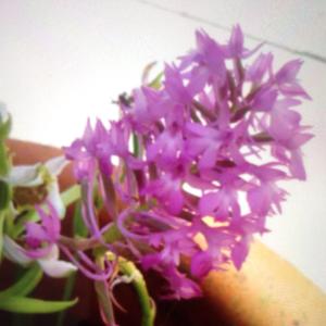 Pyramidal orchid