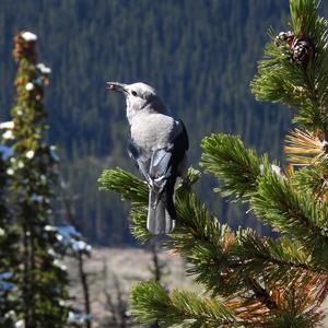 Clark's Nutcracker