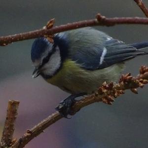 Blue Tit