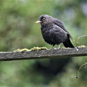 Eurasian Blackbird