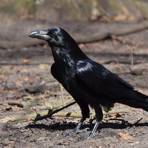 Common Raven