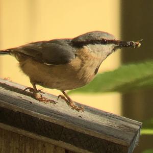 Wood Nuthatch