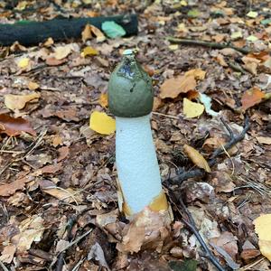 Stinkhorn, Common