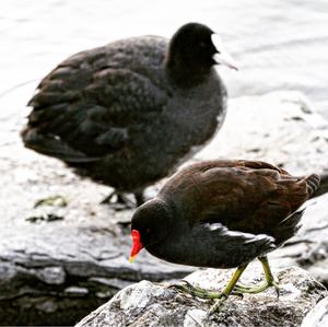 Common Moorhen