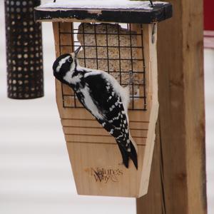 Hairy Woodpecker