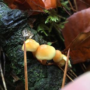 Smoky-gilled Hypholoma