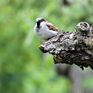 House Sparrow