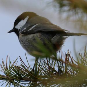 Coal Tit