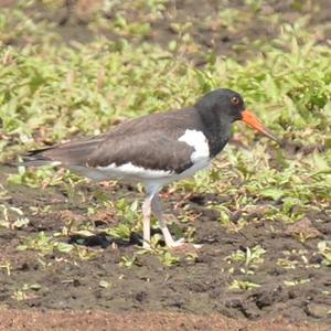 Eurasian Oystercatcher