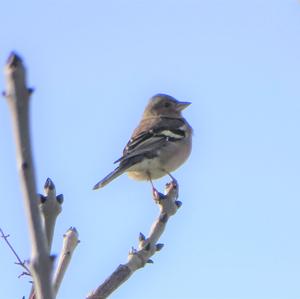 Eurasian Chaffinch