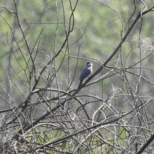 Blackcap