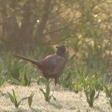 Common Pheasant