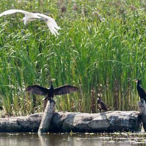 Great Cormorant