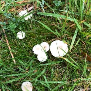 Cracking Clitocybe