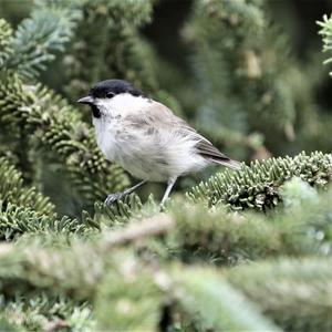 Marsh Tit