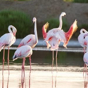 Greater Flamingo