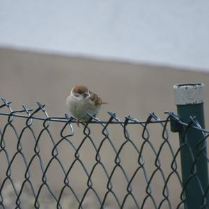 Eurasian Tree Sparrow