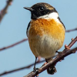 European stonechat