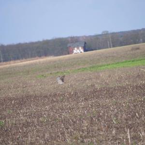 Eurasian Sparrowhawk