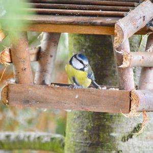 Blue Tit