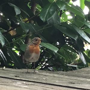 European Robin