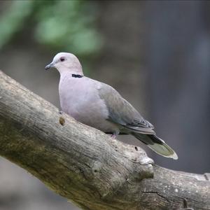 Mourning Collared-dove