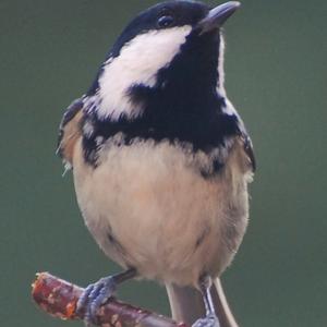 Coal Tit