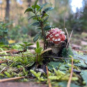 Fly Agaric