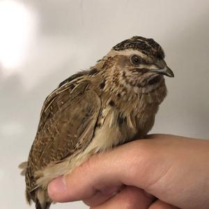 Common Quail