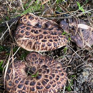 Shingled Hedgehog