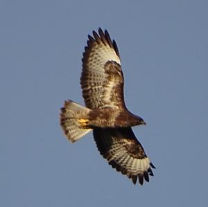 Common Buzzard