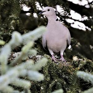 Eurasian Collared-dove