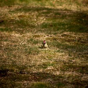 Eurasian Green Woodpecker